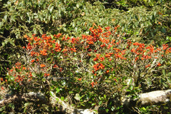 Syzygium parameswaranii